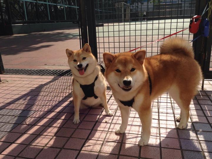 “南非羚羊队的制胜法宝：诺克·达维德·彼得森的全能展现”